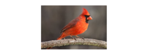 A picture of a male Cardinal